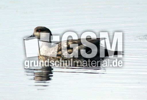 Patagonische Schopfente (2 von 5).jpg